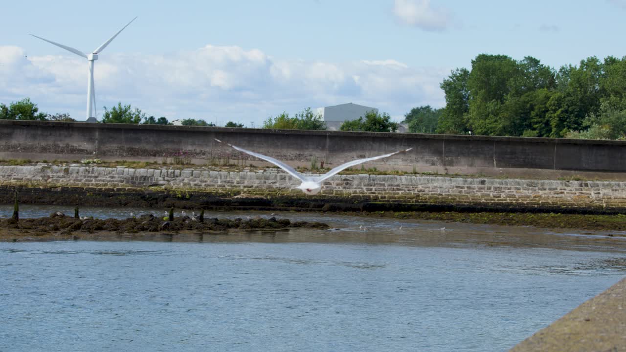 Seagull soars above lush riverside landscape, captured in smooth tracking shot under natural daylight