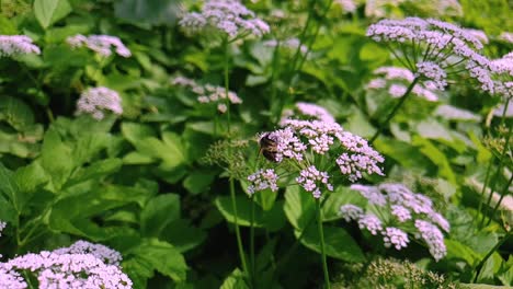 bee on flower collecting nectar