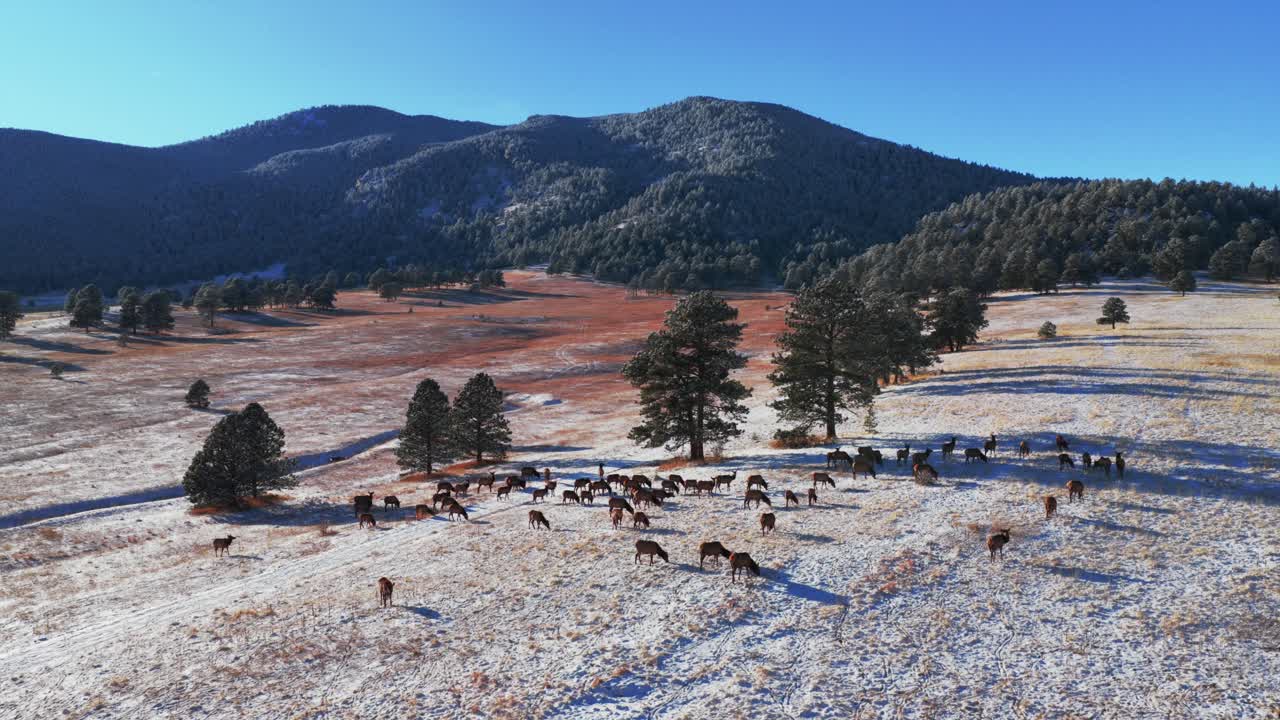 Bergen Peak Elk Meadow Park Rebanho de alces pastando animal selvagem pôr do sol ensolarado Evergreen Colorado drone aéreo céu azul sopé coberto de neve vale floresta Front Range Montanhas Rochosas círculo à direita