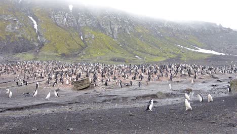 pan right to left of chinstrap penguin rookery at baily head on deception island in antarctica