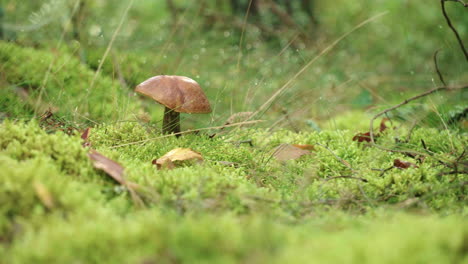 Orangefarbener-Steinpilz-Mit-Großer-Kappe,-Der-Im-Grünen-Gras-Im-Wald-Aus-Nächster-Nähe-Wächst