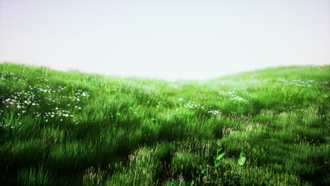 green grass landscape with hills and blue sky