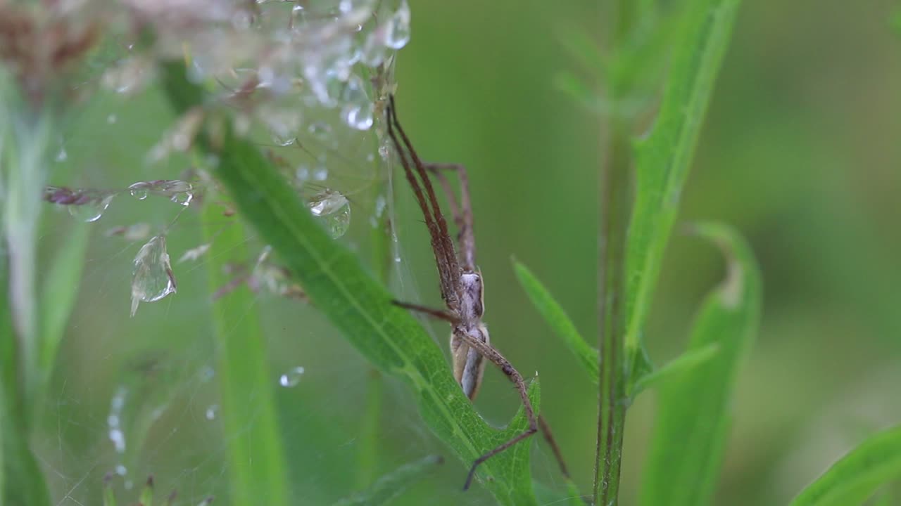 araña de red de vivero, pisaura mirabilis, protegiendo su red entre los tallos de hierba