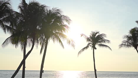 palm trees silhouette on a beach and seaside unset