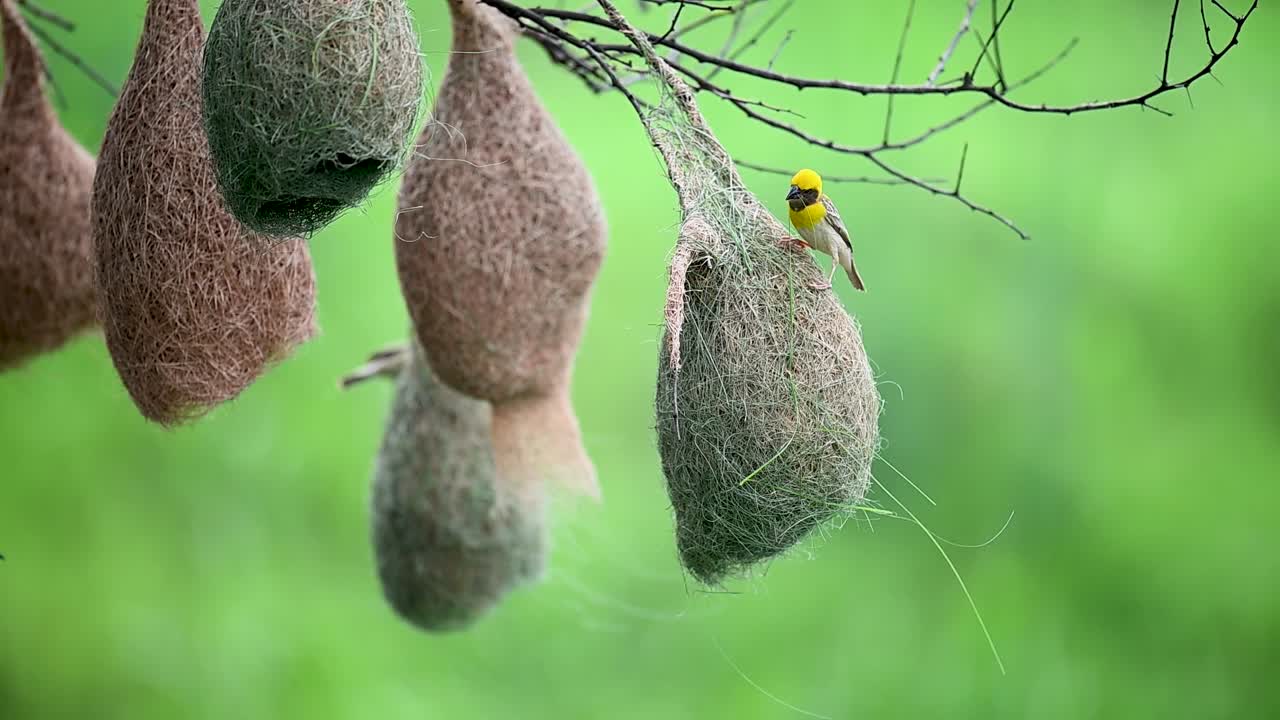 Baya Weaver weaves delicate grass nest with skill and patience
