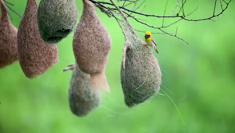 baya weaver weaves delicate grass nest with skill and patience