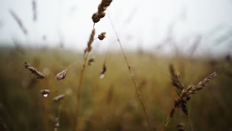 Monsoon-dew-mist-on-husk-straws-at-Barcelona-Spain