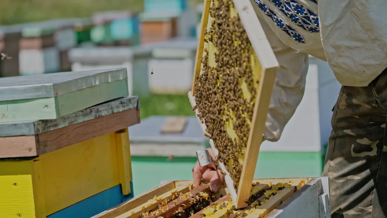 L'apicoltore esamina le api nei favi. Mani dell'apicoltore. L'ape è in primo piano.