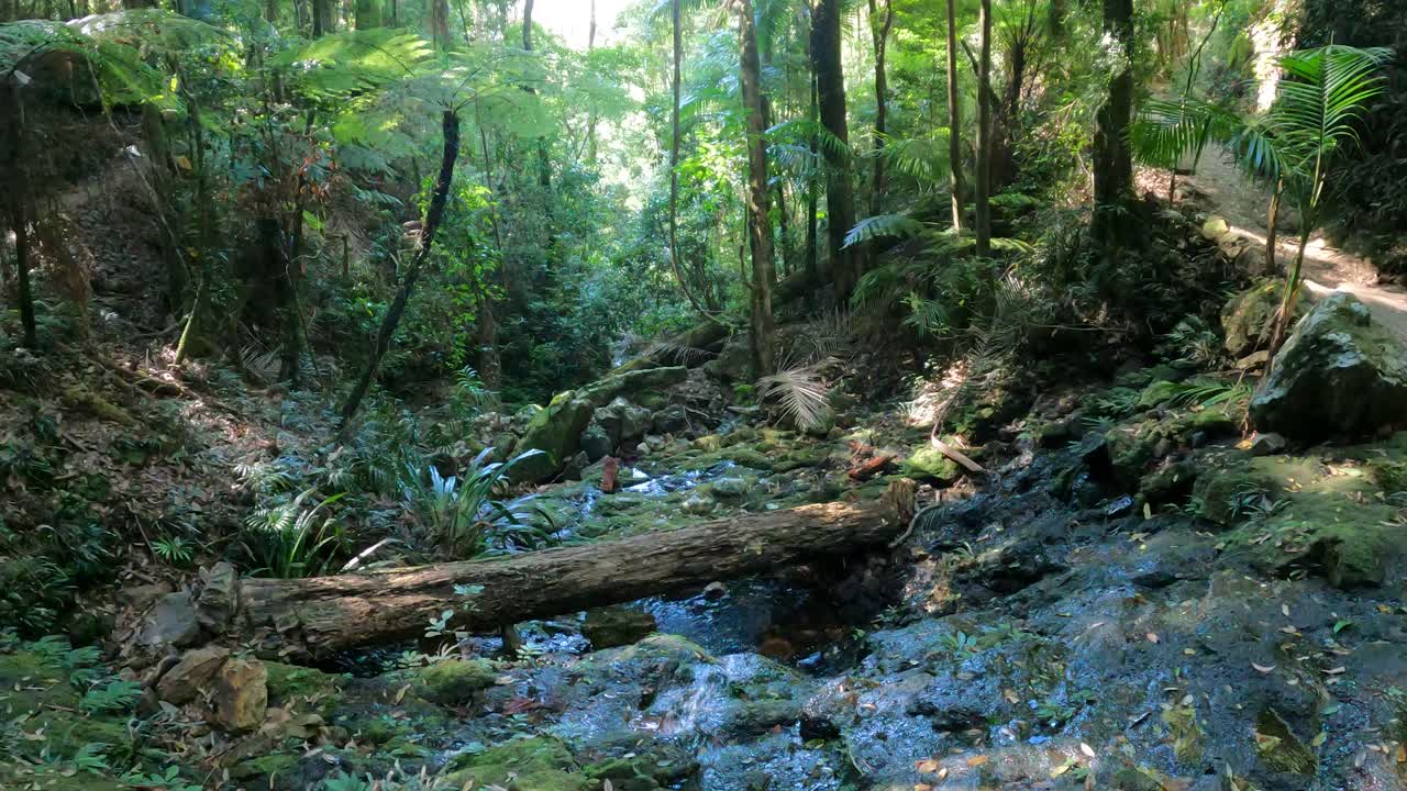 un paseo sereno a lo largo de un arroyo en un denso bosque