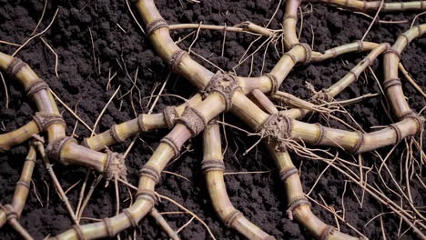 bamboo rhizomes and roots in soil