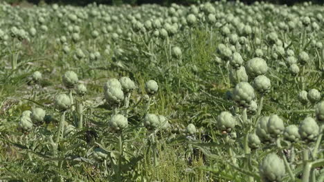 artichoke field