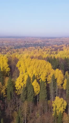 autumn forest with yellow leaves and cityscape view