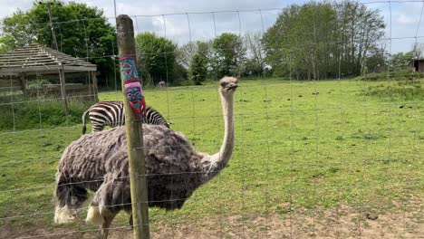 Short-clip-of-an-Ostrich-running-along-a-fence