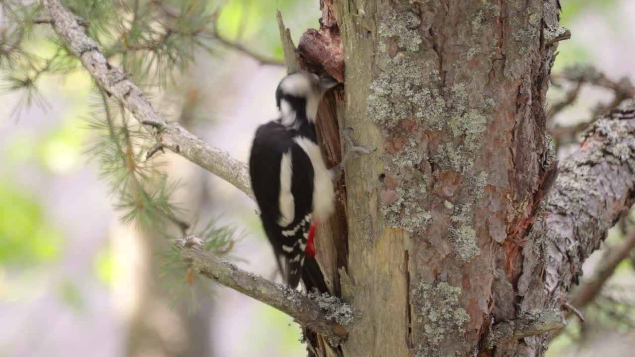 gran pájaro carpintero manchado en un árbol en busca de comida. gran carpintero manchado (dendrocopos major) es un carpintero de tamaño mediano con plumaje negro y blanco y una mancha roja en la parte inferior del vientre