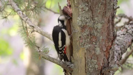 Great-spotted-woodpecker-bird-on-a-tree-looking-for-food.-Great-spotted-woodpecker-(Dendrocopos-major)-is-a-medium-sized-woodpecker-with-pied-black-and-white-plumage-and-a-red-patch-on-the-lower-belly