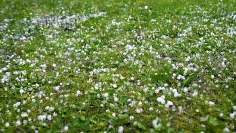 Large-hail-falls-on-the-green-grass.-There-is-a-sound-of-fall.