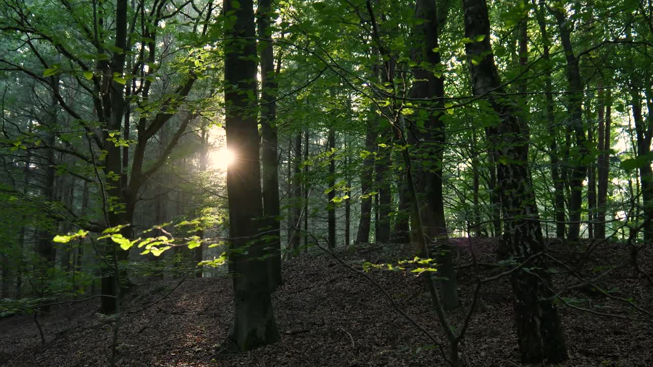 la luz del sol filtrándose a través de un denso bosque