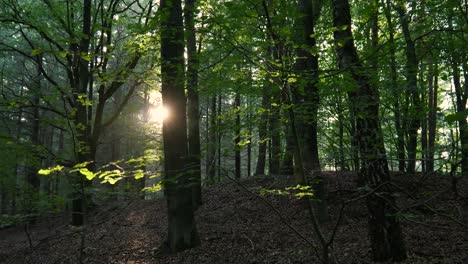 la luz del sol filtrándose a través de un denso bosque