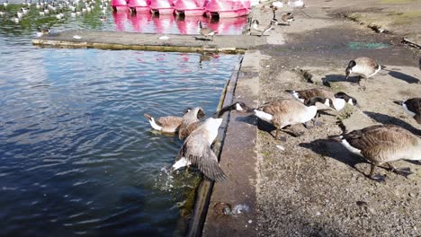 A-flock-of-Canada-Geese-are-wading,-swimming,-and-preening-by-the-lake-at-Mote-Park,-located-in-Maidstone,-Kent-in-United-Kingdom