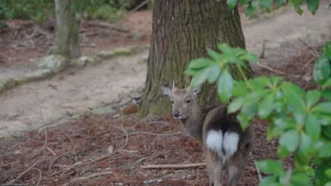 Japanese-Sika-Deer-on-Miyajima-Island,-Candid-Shot-of-Nature