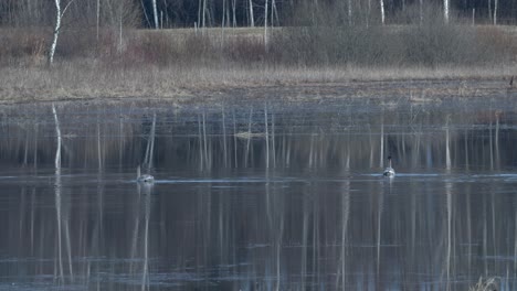 Young-mute-swan-is-looking-for-food-in-wetlands