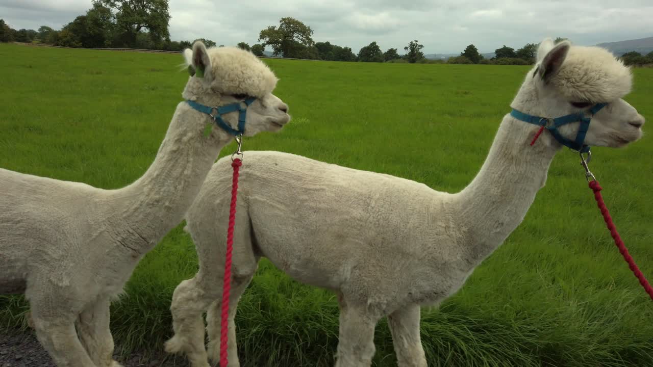 Shot of four Alpacas being walked with green fields in background