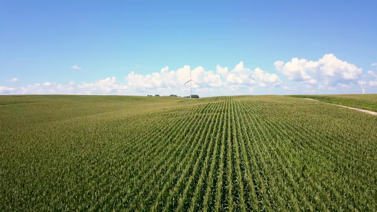Low flyover of corn field on farm