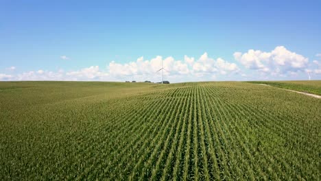 Low-flyover-of-corn-field-on-farm