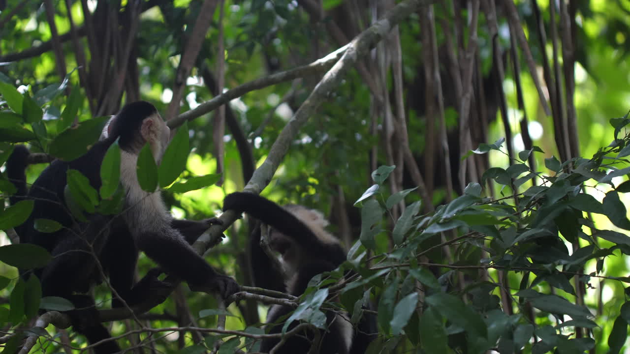 monos capuchinos de cara blanca peleando en costa rica