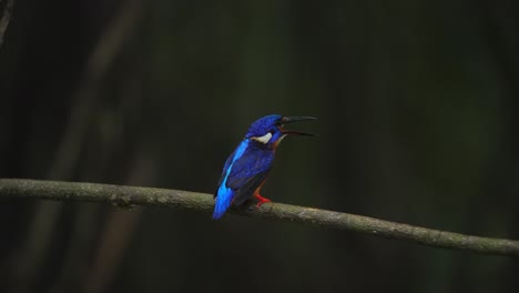 la actividad del pequeño pájaro pescador de orejas azules estaba tratando de tragar un pez y finalmente logró comérselo