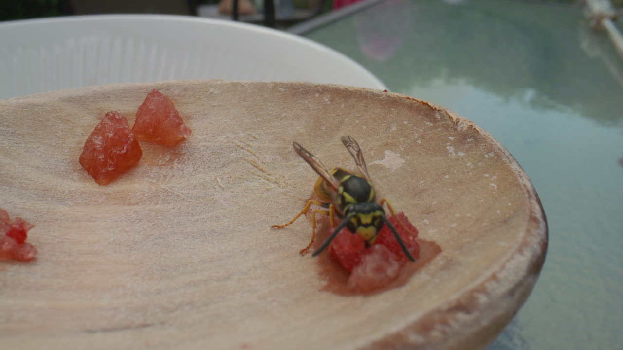 primer plano de una avispa aterrizando en un trozo de sandía