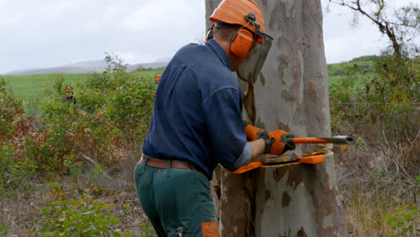 leñador con hacha cortando el tronco del árbol 4k