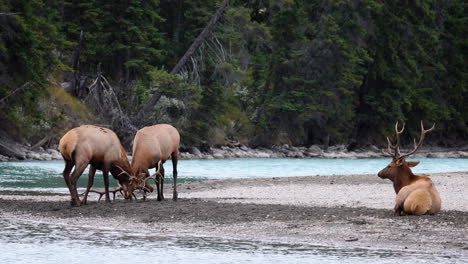 touros alces machos desafiam e travam chifres durante a temporada de cio na beira do riacho na pitoresca jasper, alberta, enquanto um terceiro touro aguarda pacientemente o vencedor