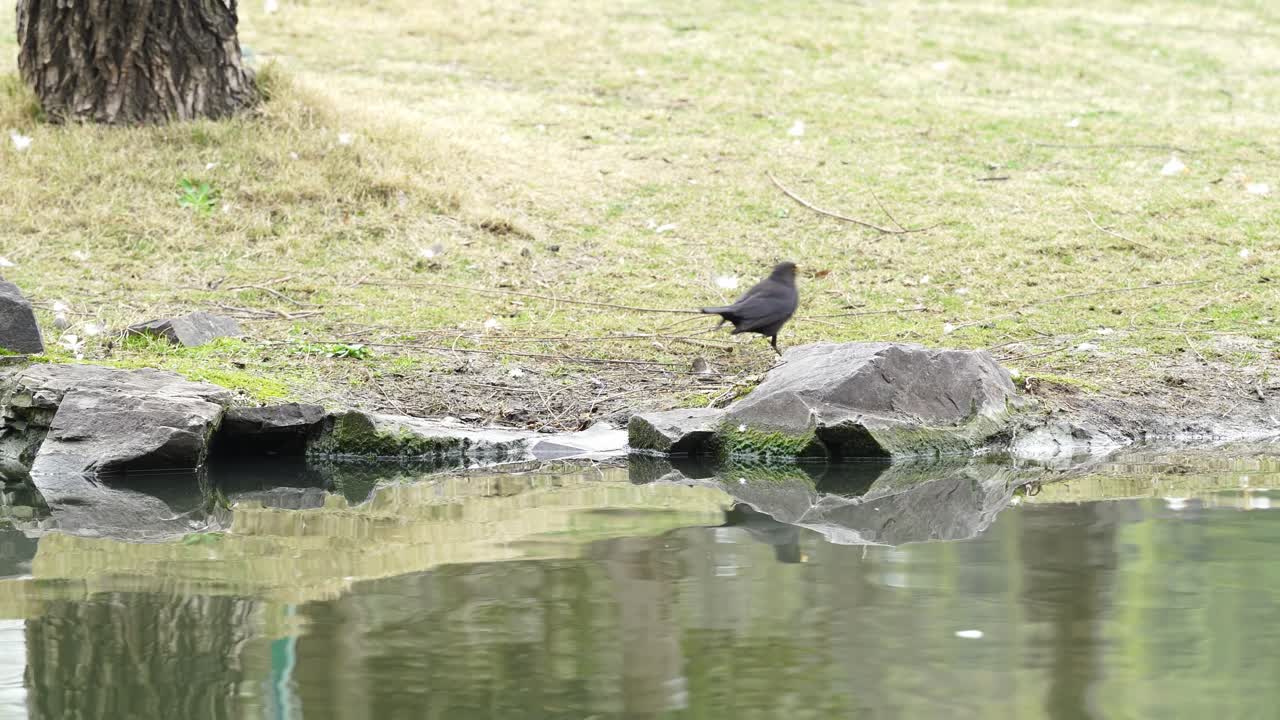 Un merlo cinese (Turdus mandarinus) vicino all'acqua.