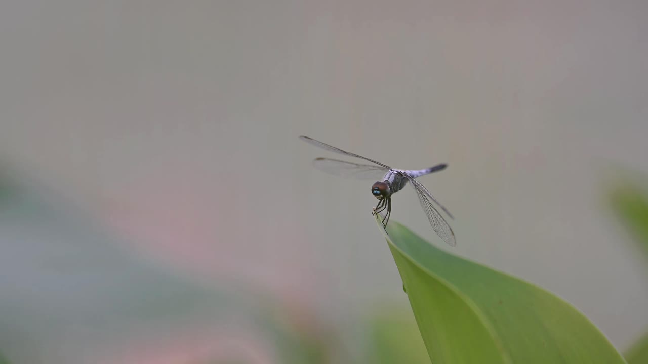 la mosca del dragón de la bolsa de sillín negra se acerca a la hoja en el humedal