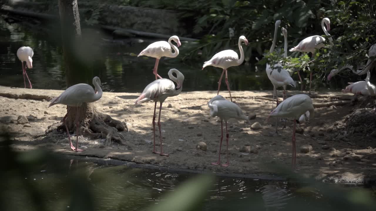 A Group of Flamingos at Taipei Zoo
