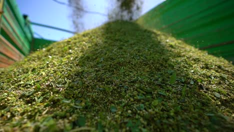 Close-Up-Of-Hemp-Seeds-Being-Unloaded-From-A-Combine
