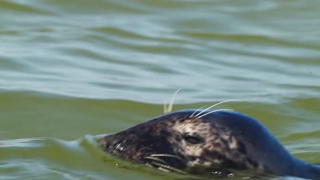 Primer-Plano-Cabeza-De-Foca-Común-Nadando-Sobre-El-Agua,-Día-Soleado,-Tiro-De-Seguimiento