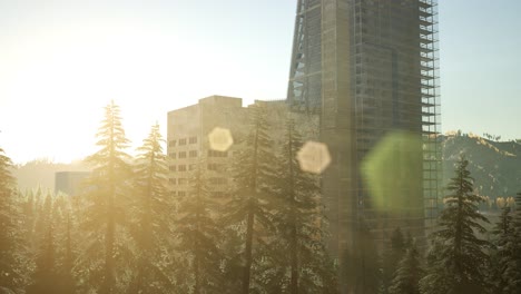 park forest and skyscrapes at sunset