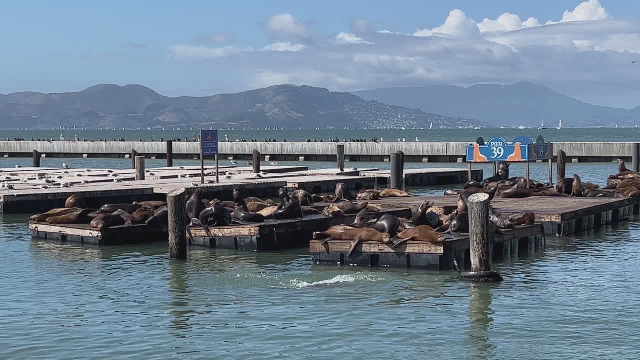 Sea lions resting on California pier 33 docks in the harbor with blue water and distant hills in the background, San Francisco, USA.