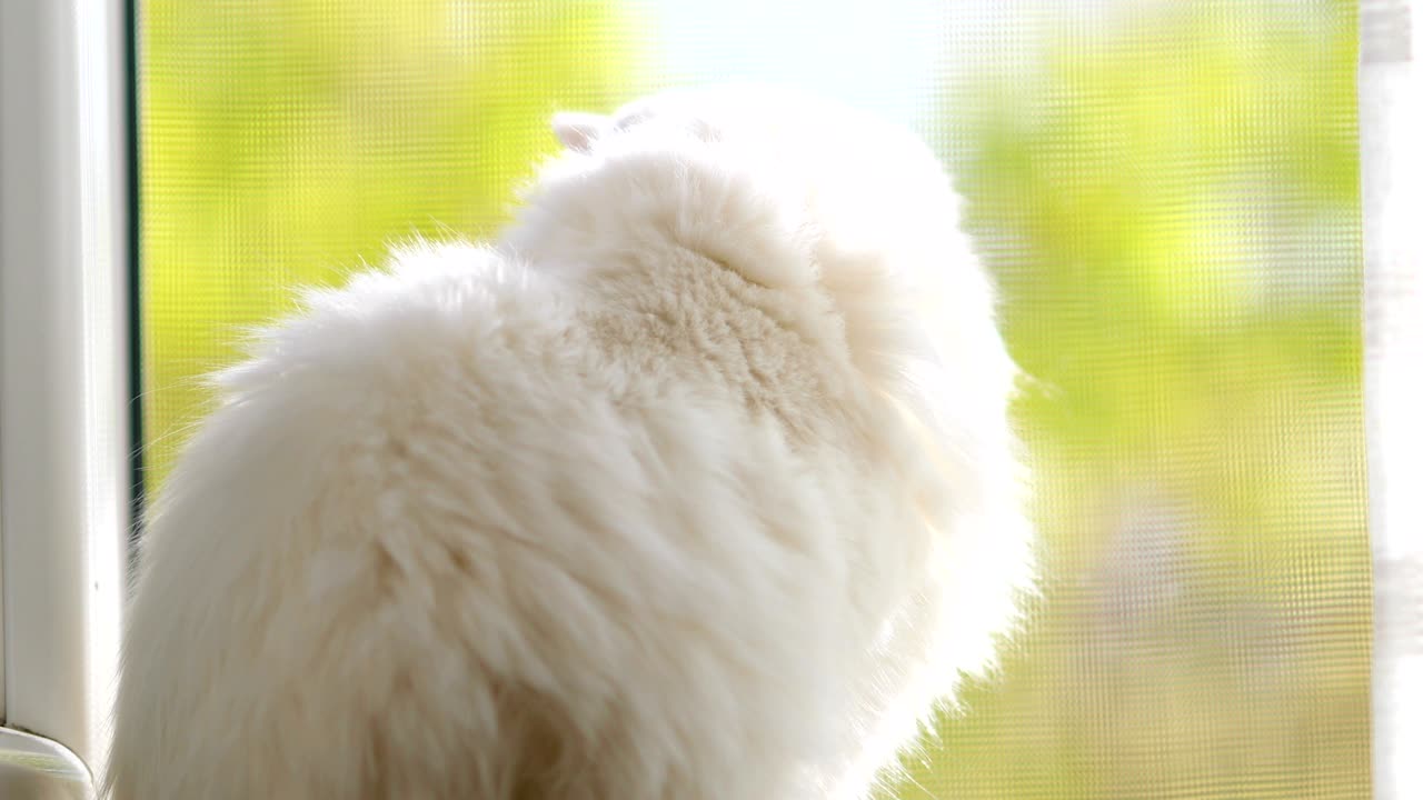 완전한 이색을 가진 국내 고양이. 다른 색의 눈을 가진  ⁇  고양이가 창문  ⁇ 에 앉아 있습니다.