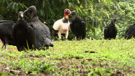 國王鷹鷹 (英語:king vulture) 是一個鳥類