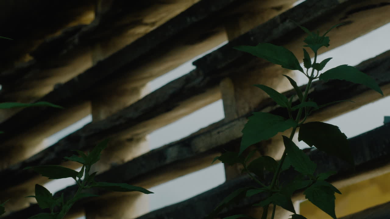 바람이 불어오는 벽에 균열이 있습니다.