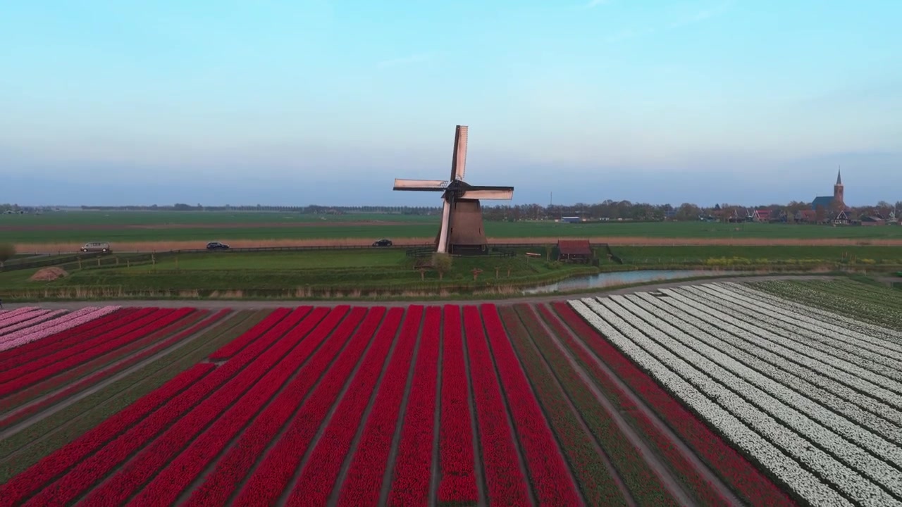 Luftfoto som flyr bakover og avslører et levende tulipanfelt med en tradisjonell nederlandsk vindmølle. Naturskjønt landskap på landsbygda ved solnedgang