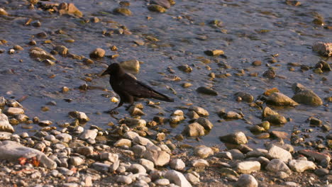 Cuervo-Cerca-De-La-Costa-Rocosa