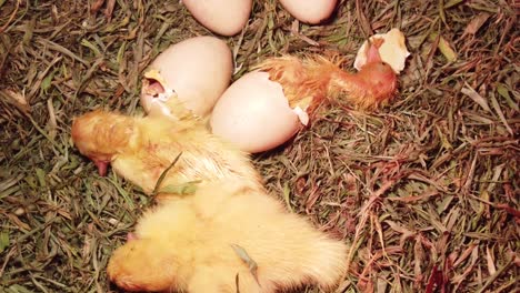 top down view of newly hatched baby ducklings in nest with eggs