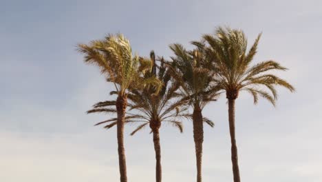 four palm trees blowing in the wind during golden hour in a tropical holiday vacation destination with blue skies and soft clouds