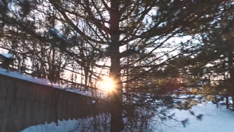 dramatic shot of the sun's rays cutting through trees during the golden hour