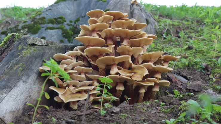 Cluster of small mushrooms growing next to old tree trunk in the forest