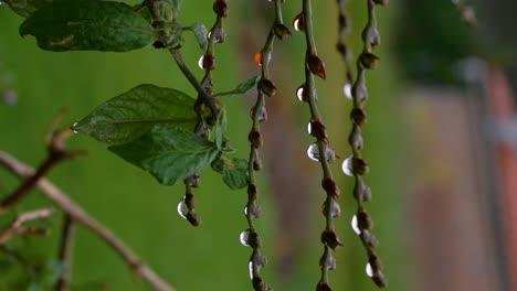 tracking shot of frozen dew drops on a tree branch, blurred background, vertical shoot